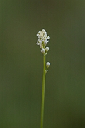 David Plant Photography - Wildlife Photography - Scottish asphodel - F