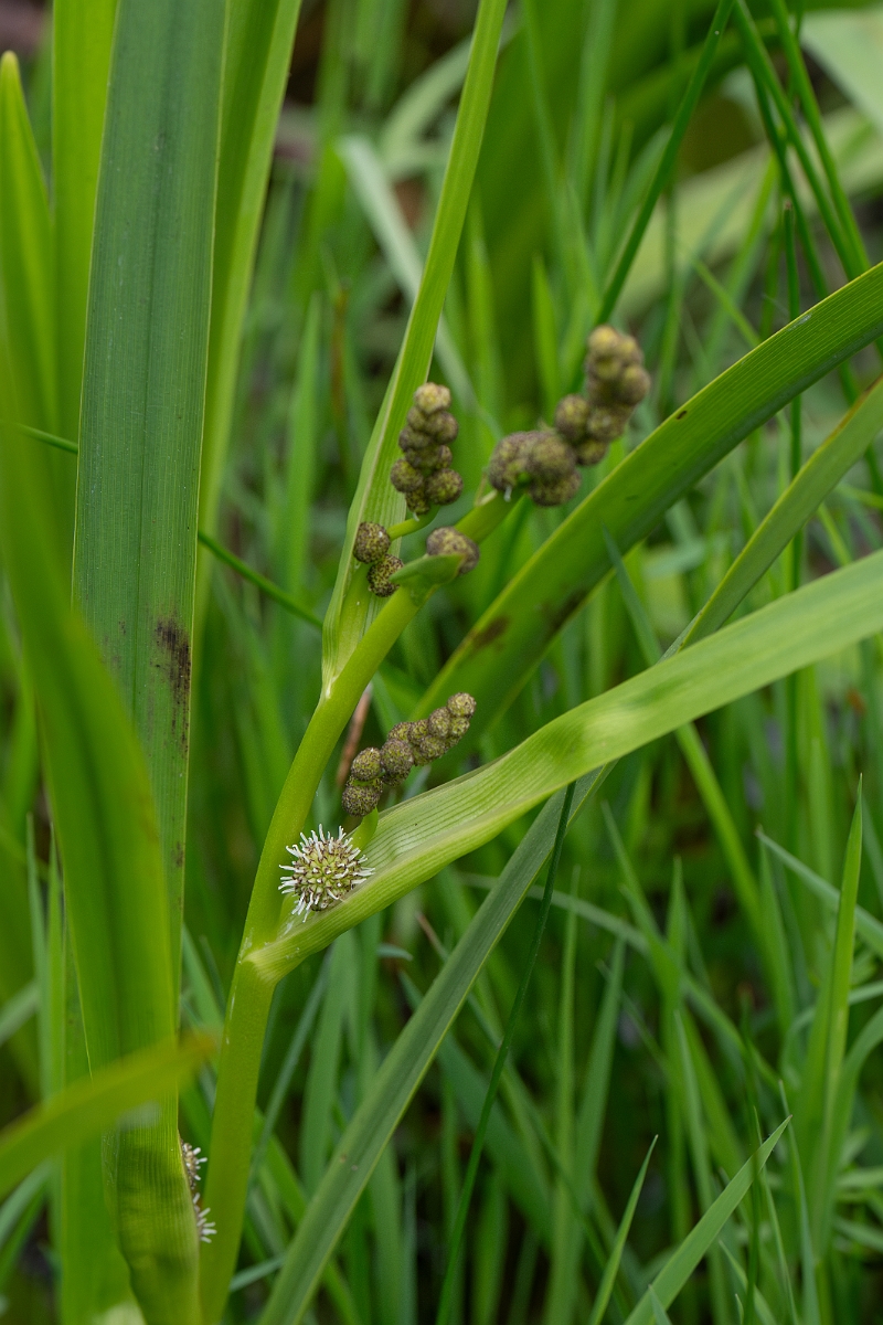 David Plant Photography - Wildlife Photography - Branched bur-reed - A.jpg - Branched bur-reed - Norfolk