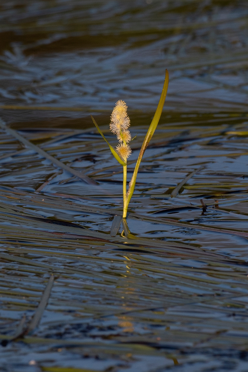 David Plant Photography - Wildlife Photography - Floating bur-reed - D.JPG - Floating bur-reed - Inverness-shire