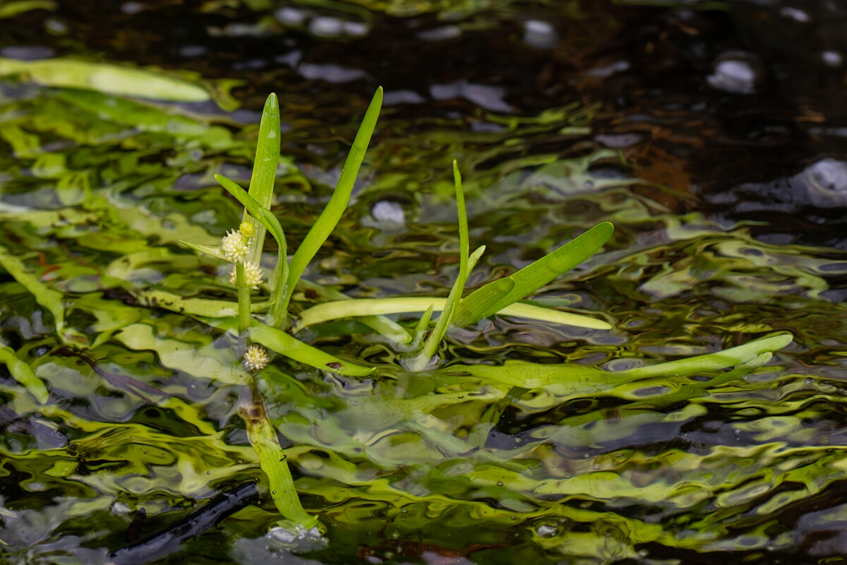 David Plant Photography - Wildlife Photography - Least bur-reed - B.jpg - Least bur-reed - Perthshire