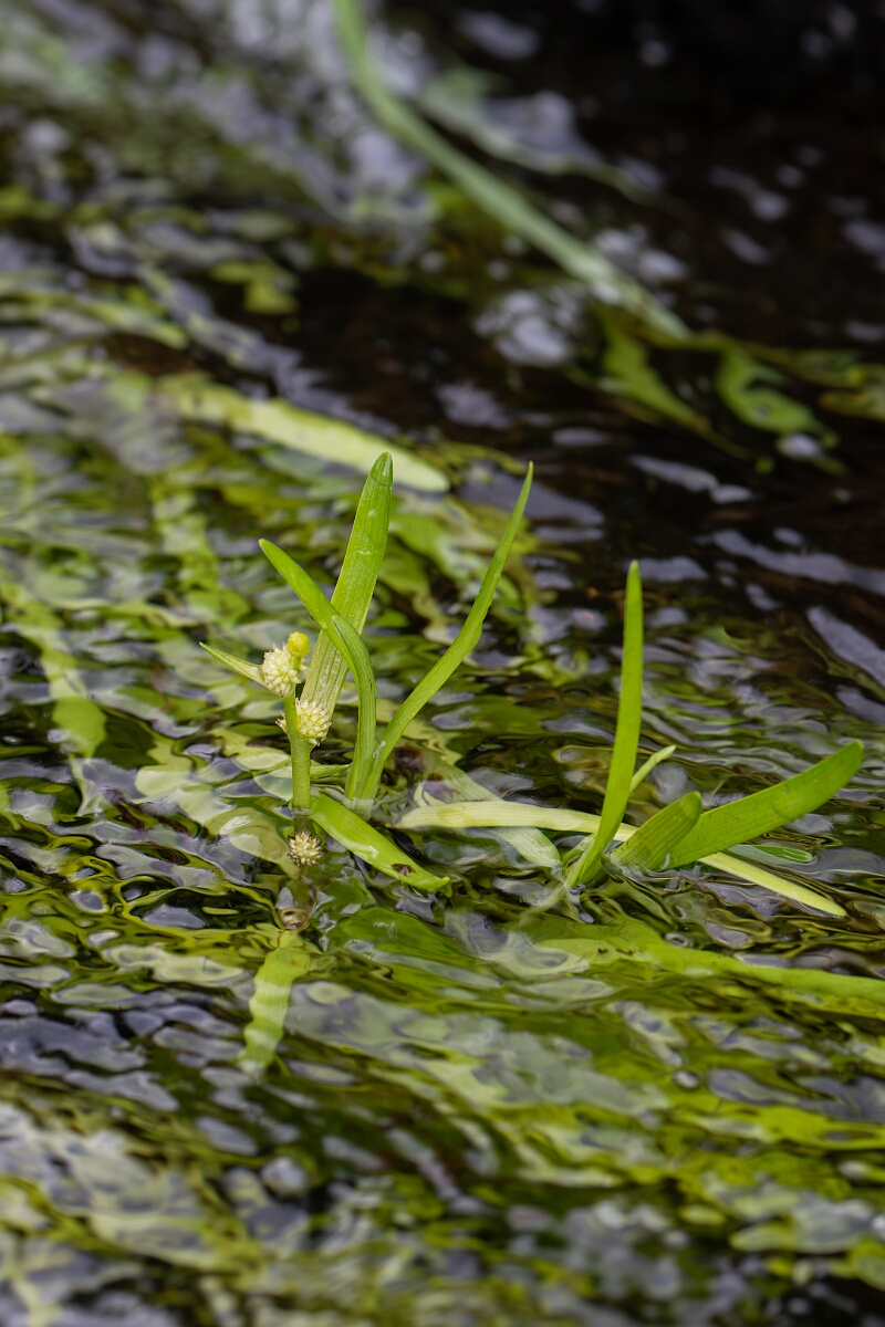 David Plant Photography - Wildlife Photography - Least bur-reed - C.jpg - Least bur-reed - Perthshire