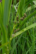 David Plant Photography - Wildlife Photography - Branched bur-reed - A