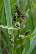 David Plant Photography - Wildlife Photography - Branched bur-reed - B