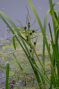David Plant Photography - Wildlife Photography - Branched bur-reed - C