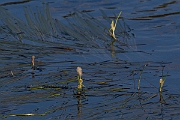David Plant Photography - Wildlife Photography - Floating bur-reed - B