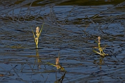 David Plant Photography - Wildlife Photography - Floating bur-reed - C