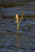 David Plant Photography - Wildlife Photography - Floating bur-reed - D