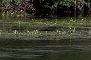 David Plant Photography - Wildlife Photography - Floating bur-reed - E
