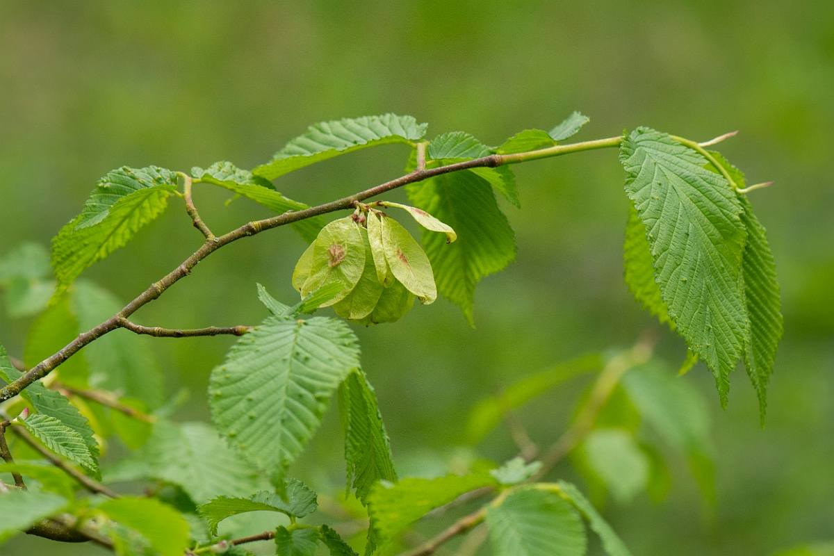 David Plant Photography - Wildlife Photography - Wych elm - A.JPG - Wych elm, leaves and fruit - Bedfordshire