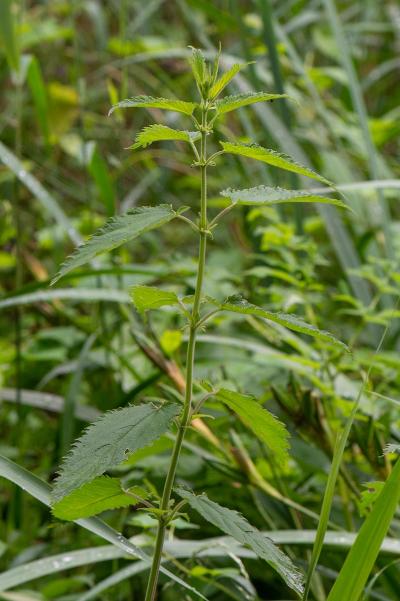 David Plant Photography - Wildlife Photography - Fen nettle, Urtica dioica galeopsifolia - A.JPG - Fen nettle - Norfolk