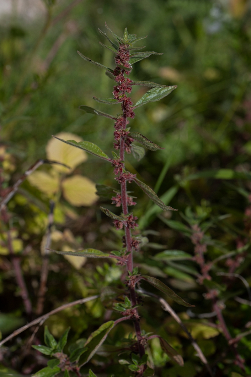 David Plant Photography - Wildlife Photography - Pellitory of the wall - A.JPG - Pellitory of the wall - Kent