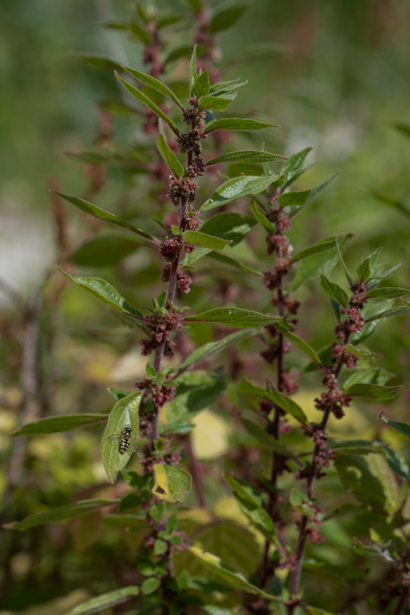 David Plant Photography - Wildlife Photography - Pellitory of the wall - B.JPG - Pellitory of the wall - Kent
