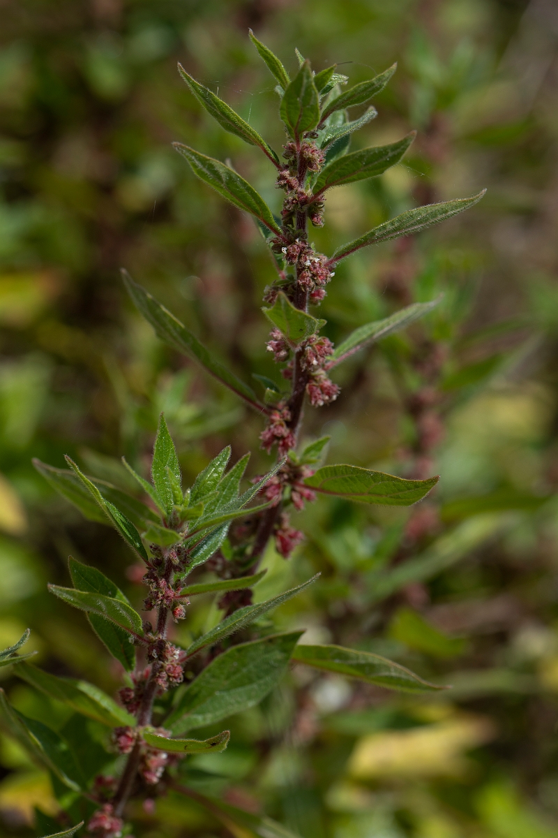 David Plant Photography - Wildlife Photography - Pellitory of the wall - C.JPG - Pellitory of the wall - Kent