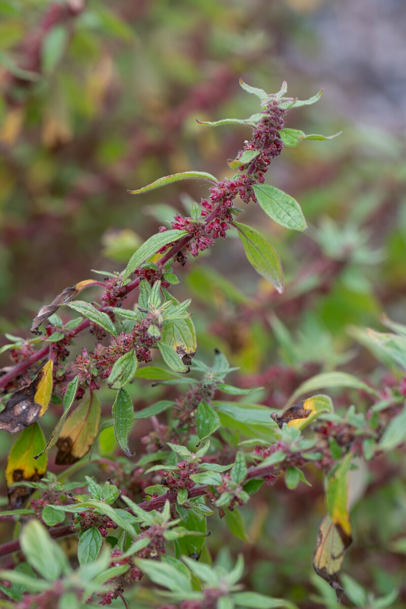 David Plant Photography - Wildlife Photography - Pellitory of the wall - D.jpg - Pellitory of the wall - Cornwall