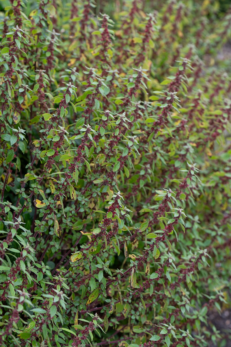 David Plant Photography - Wildlife Photography - Pellitory of the wall - E.jpg - Pellitory of the wall - Cornwall