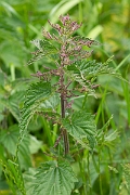 David Plant Photography - Wildlife Photography - Common nettle - A