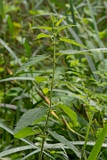 David Plant Photography - Wildlife Photography - Fen nettle, Urtica dioica galeopsifolia - A