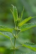 David Plant Photography - Wildlife Photography - Fen nettle, Urtica dioica galeopsifolia - C