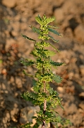 David Plant Photography - Wildlife Photography - Small nettle - A