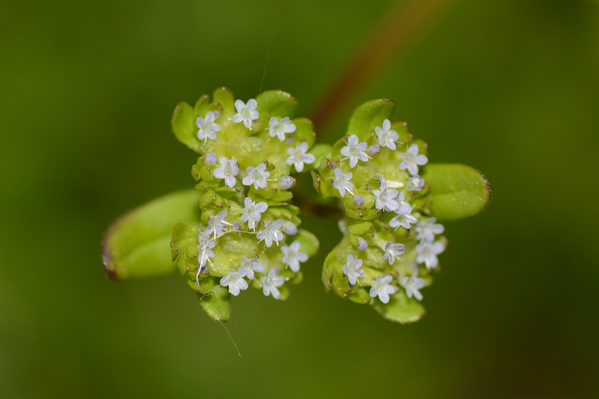 David Plant Photography - Wildlife Photography - Common cornsalad - B.jpg - Common cornsalad - Bedfordshire