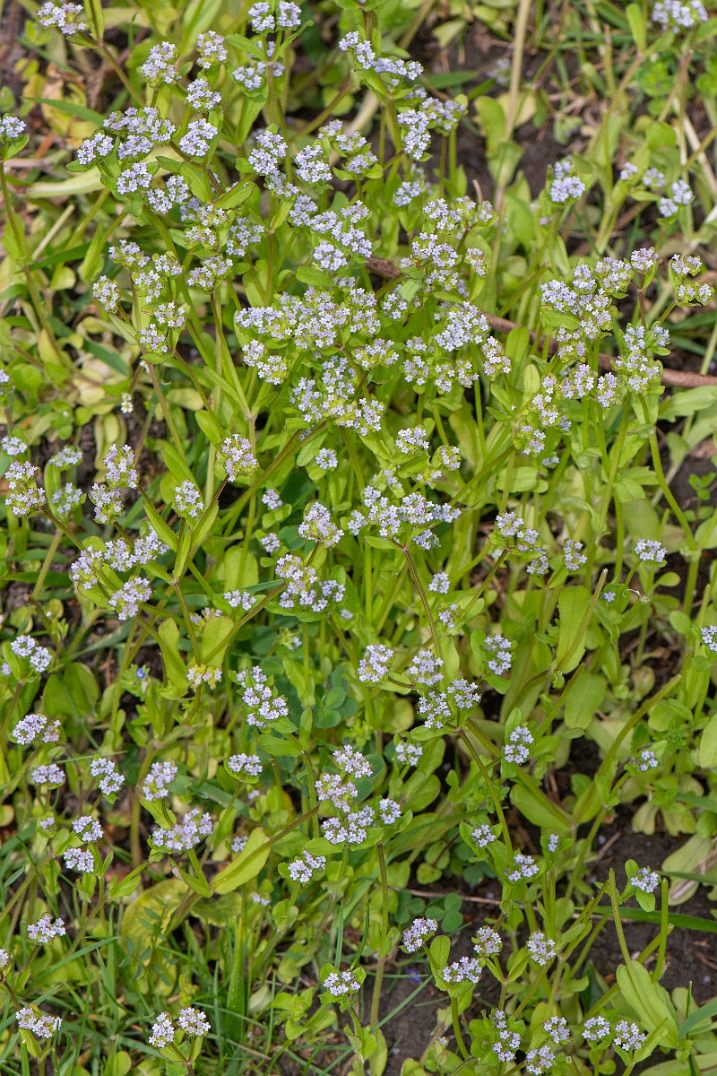 David Plant Photography - Wildlife Photography - Common cornsalad - C.JPG - Common cornsalad - Cambridgeshire