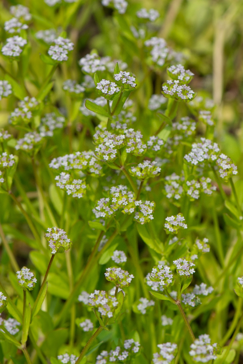David Plant Photography - Wildlife Photography - Common cornsalad - D.JPG - Common cornsalad - Cambridgeshire
