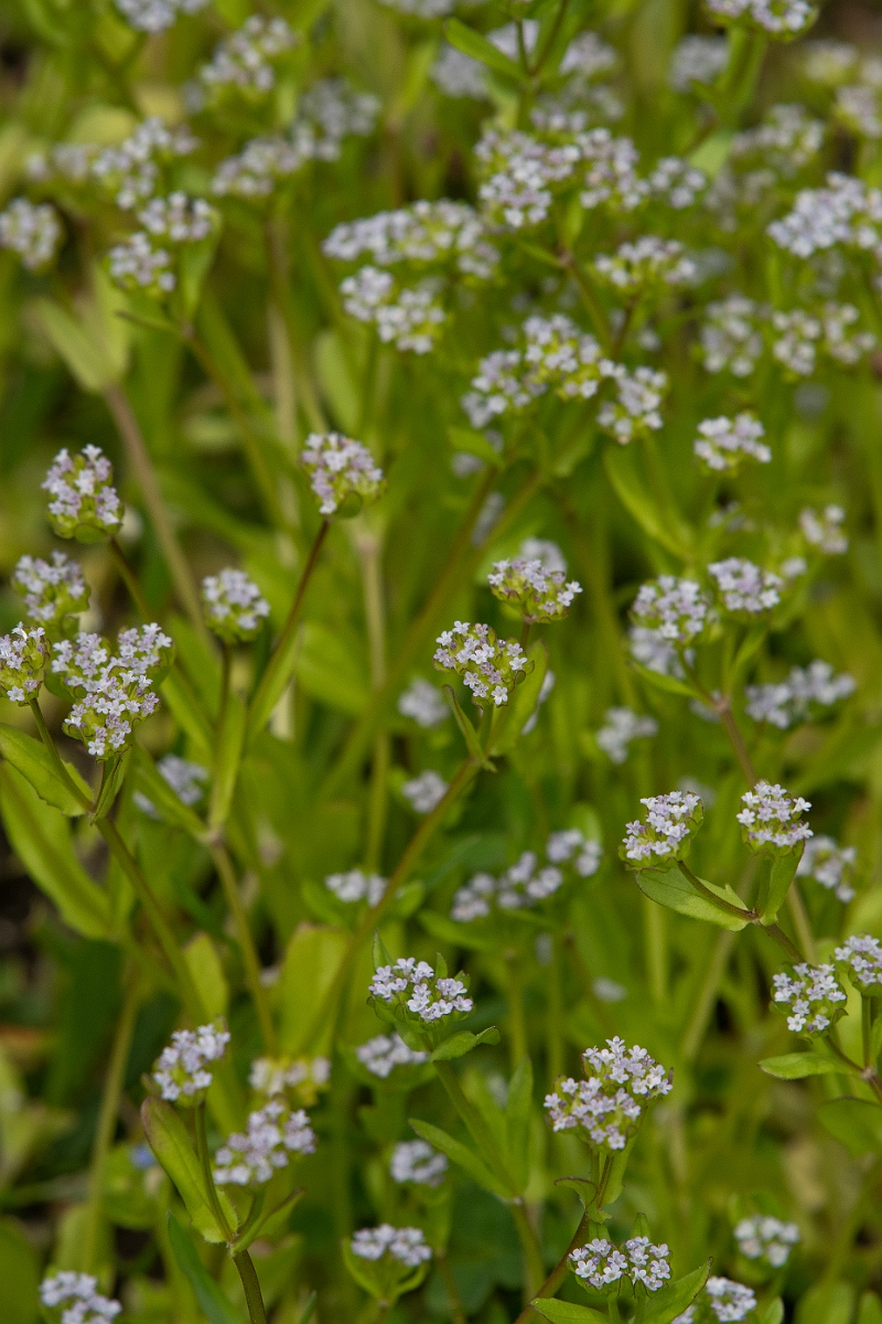 David Plant Photography - Wildlife Photography - Common cornsalad - E.JPG - Common cornsalad - Cambridgeshire
