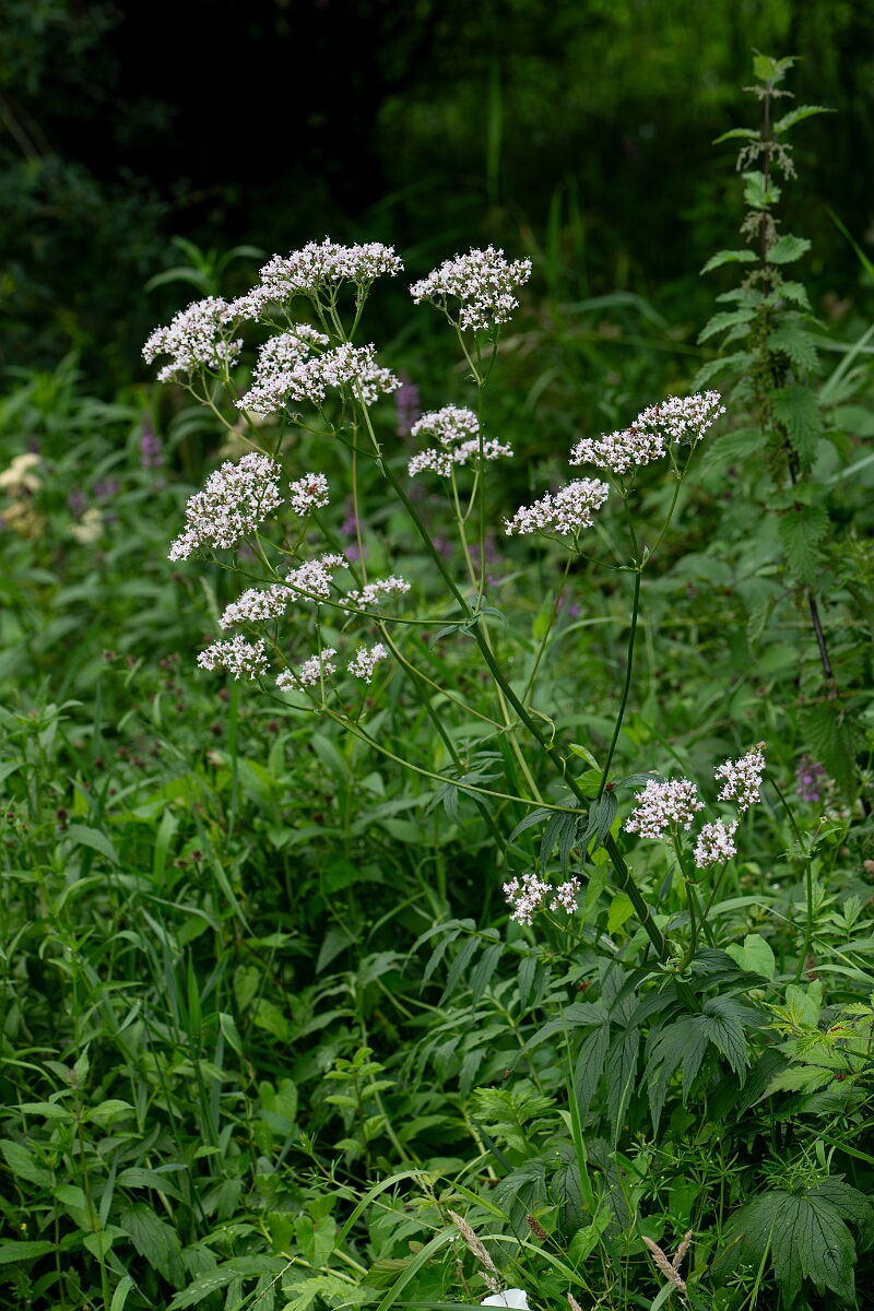 David Plant Photography - Wildlife Photography - Common valerian - C.jpg - Common valerian - Stirling