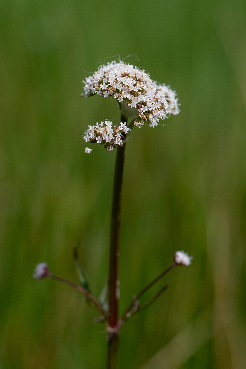 David Plant Photography - Wildlife Photography - Marsh valerian - A.jpg - Marsh valerian - Norfolk