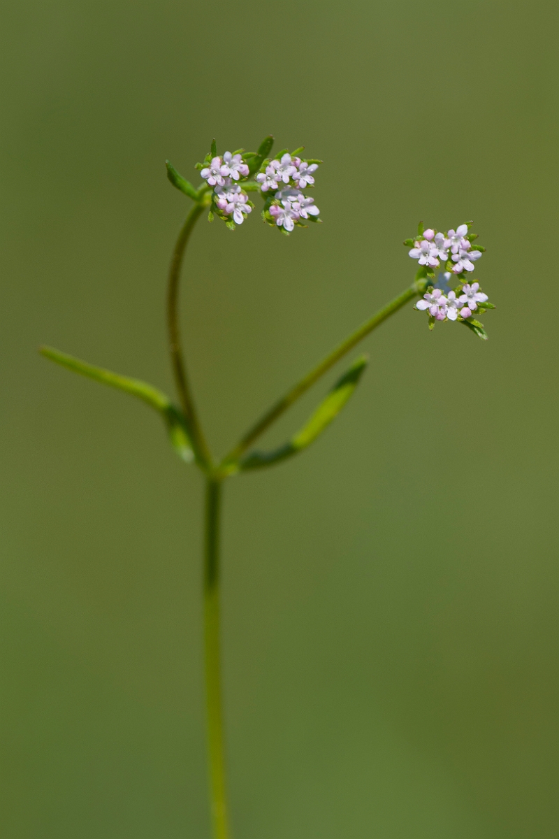 David Plant Photography - Wildlife Photography - Narrow-fruited cornsalad - A.JPG - Narrow-fruited cornsalad - Somerset