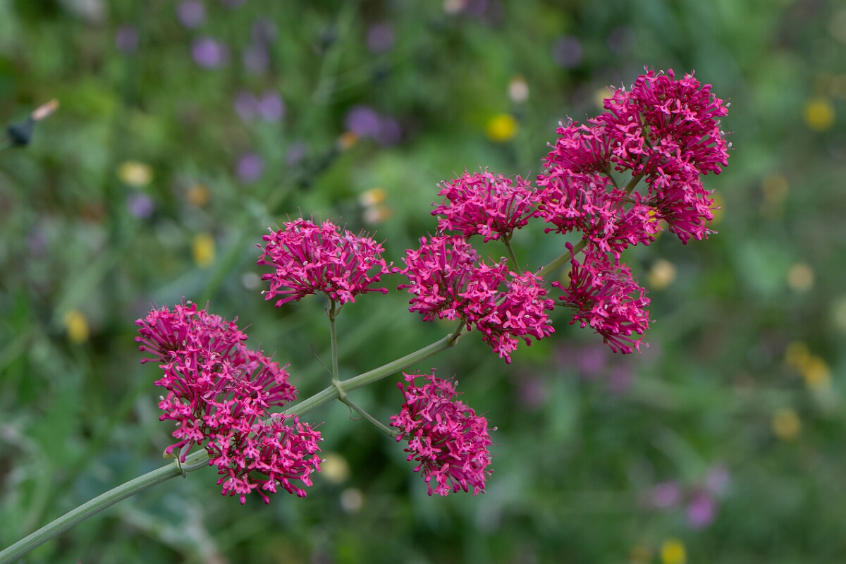 David Plant Photography - Wildlife Photography - Red valerian - B.jpg - Red valerian, red form - Cornwall