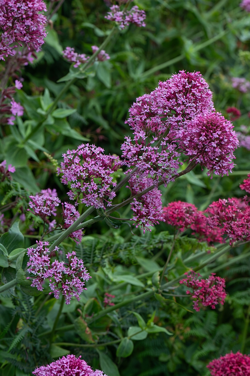 David Plant Photography - Wildlife Photography - Red valerian - E.jpg - Red valerian, pink form - Cornwall