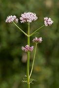 David Plant Photography - Wildlife Photography - Common valerian - A