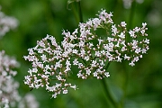 David Plant Photography - Wildlife Photography - Common valerian - D