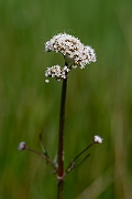 David Plant Photography - Wildlife Photography - Marsh valerian - A