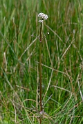 David Plant Photography - Wildlife Photography - Marsh valerian - B
