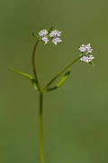 David Plant Photography - Wildlife Photography - Narrow-fruited cornsalad - A