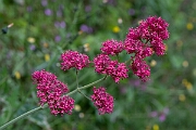 David Plant Photography - Wildlife Photography - Red valerian - B