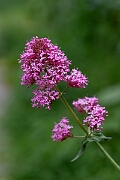 David Plant Photography - Wildlife Photography - Red valerian - C