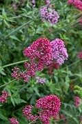 David Plant Photography - Wildlife Photography - Red valerian - D