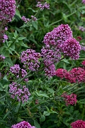 David Plant Photography - Wildlife Photography - Red valerian - E