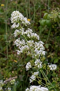 David Plant Photography - Wildlife Photography - Red valerian - F