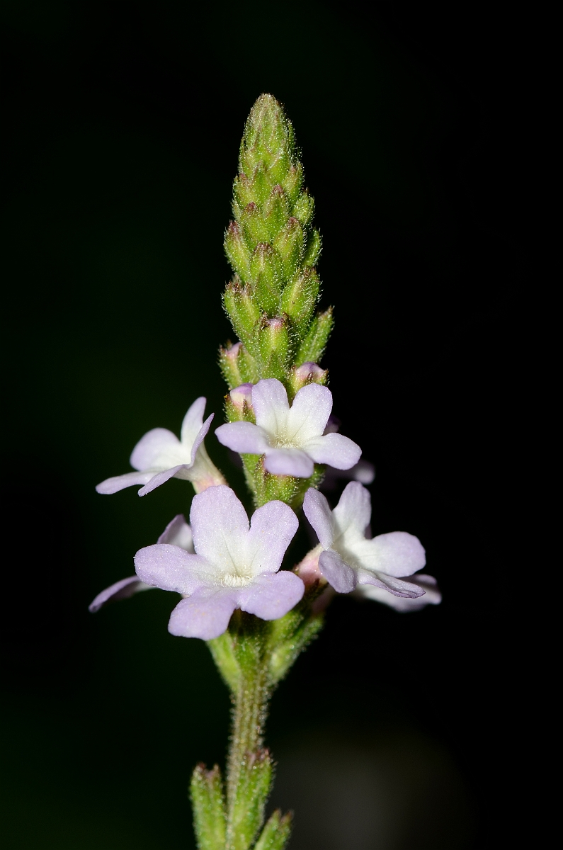 David Plant Photography - Wildlife Photography - Vervain - A.jpg - Vervain - Suffolk