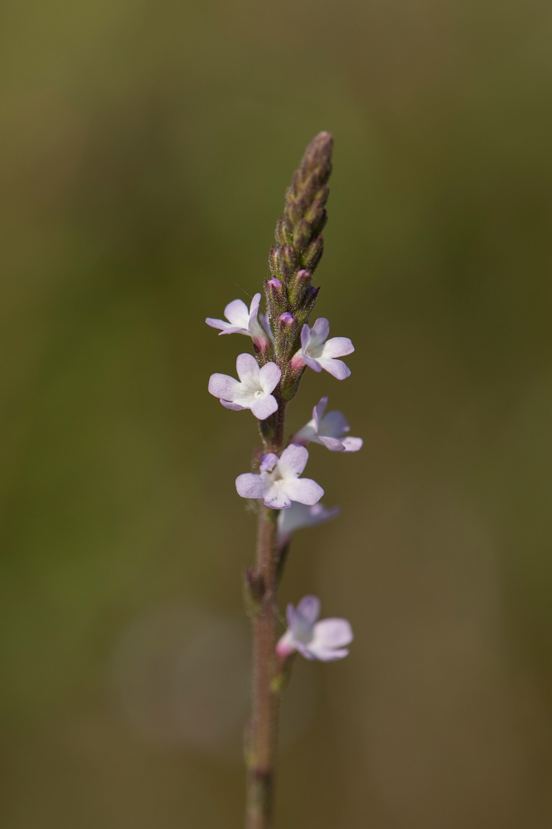 David Plant Photography - Wildlife Photography - Vervain - B.jpg - Vervain - Kent