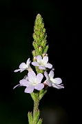 David Plant Photography - Wildlife Photography - Vervain - A