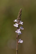 David Plant Photography - Wildlife Photography - Vervain - B