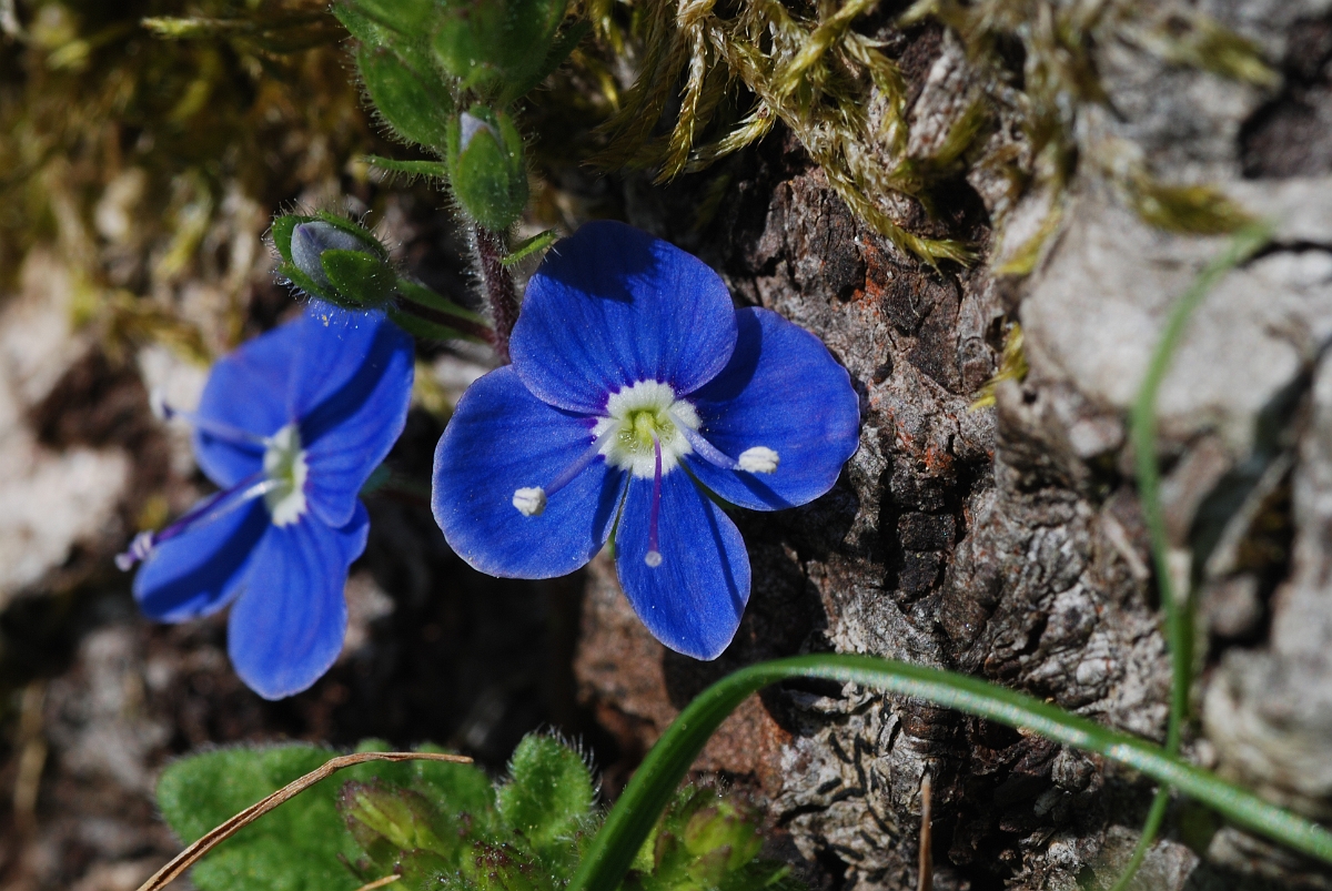 David Plant Photography - Wildlife Photographer - Germander speedwell - A.JPG - Germander speedwell - Cotswolds
