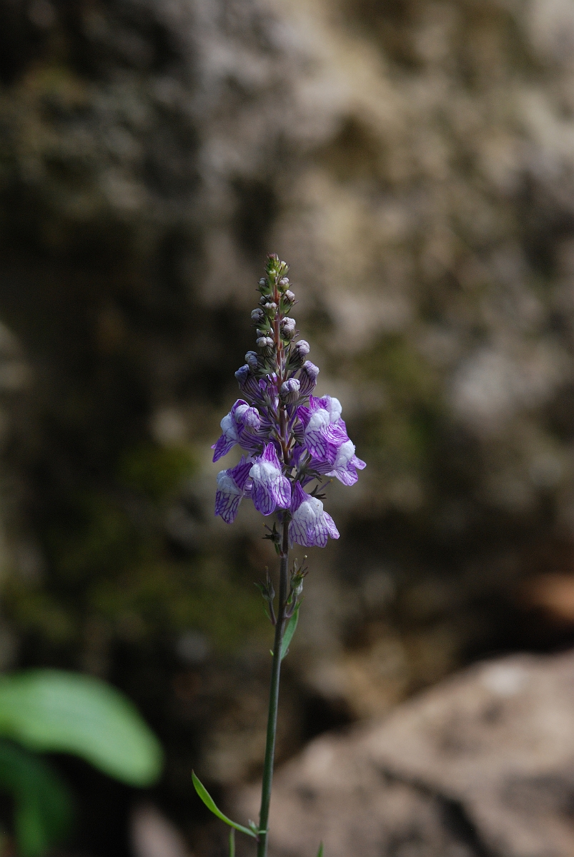 David Plant Photography - Wildlife Photographer - Purple toadflax - A.JPG - Purple toadflax - Cotswolds