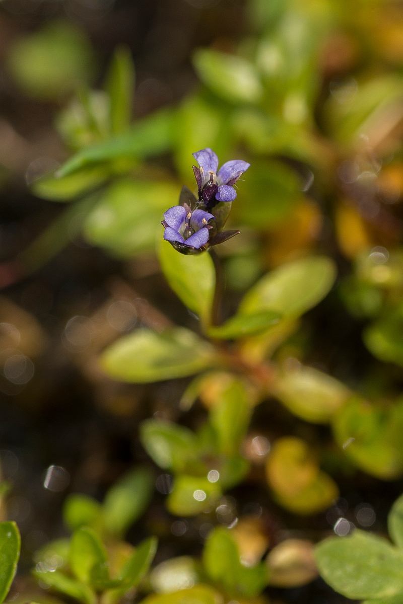 David Plant Photography - Wildlife Photography - Alpine speedwell - A.jpg - Alpine speedwell - Perthshire