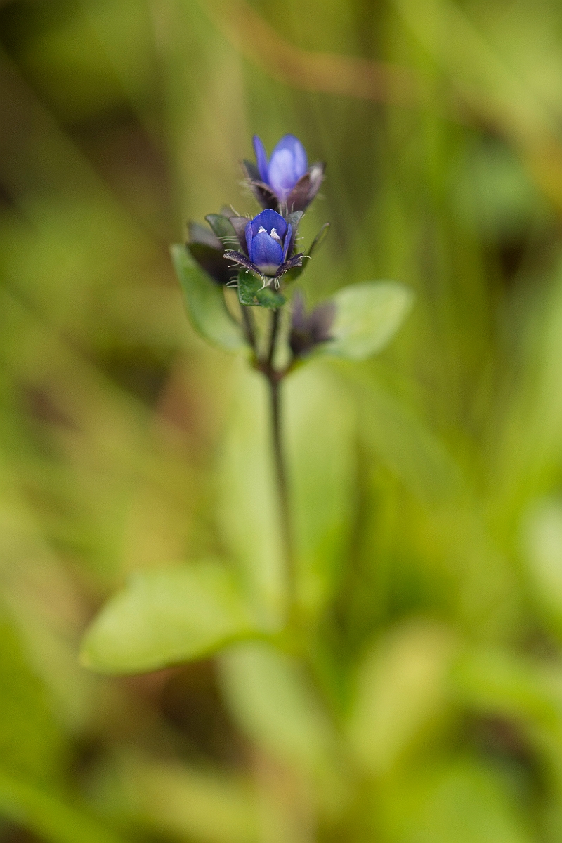 David Plant Photography - Wildlife Photography - Alpine speedwell - B.jpg - Alpine speedwell - Perthshire